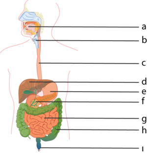 Numaralandırılmış sindirim sistemi.png