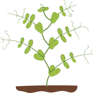 Fasulye bitkisi mendel 1.png