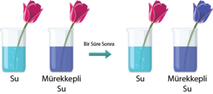 Gövde iletimi deneyi.png