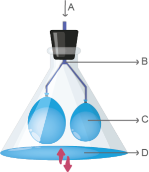 Solunum sistemi modelleme.png