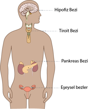 İç Salgı bezleri soru.png