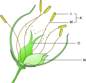 Çiçek kısımları.png