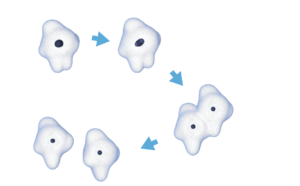 Tek hücreli canlı bölünme tasfiri.png