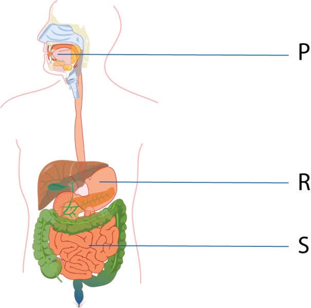 Dosya:Sindirim sistemi ağız, mide, bağırsak numaralı.png
