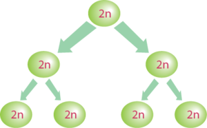 2 adet mitoz geçiren hücre.png