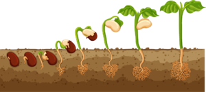 Çimlenme gösterim örnek.png