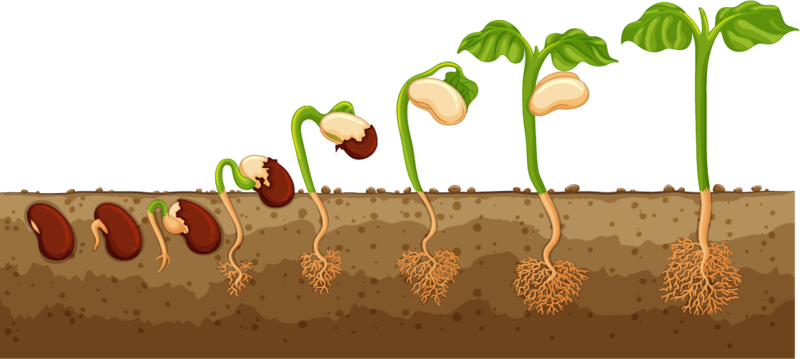 Dosya:Çimlenme gösterim örnek.png