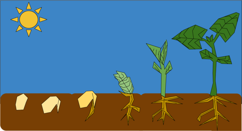 Dosya:Çimlenme tasvir.png