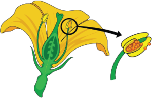 Çiçek erkek organ gösterim.png